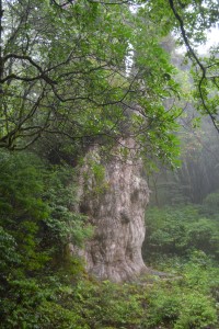 縄文杉 聖老人